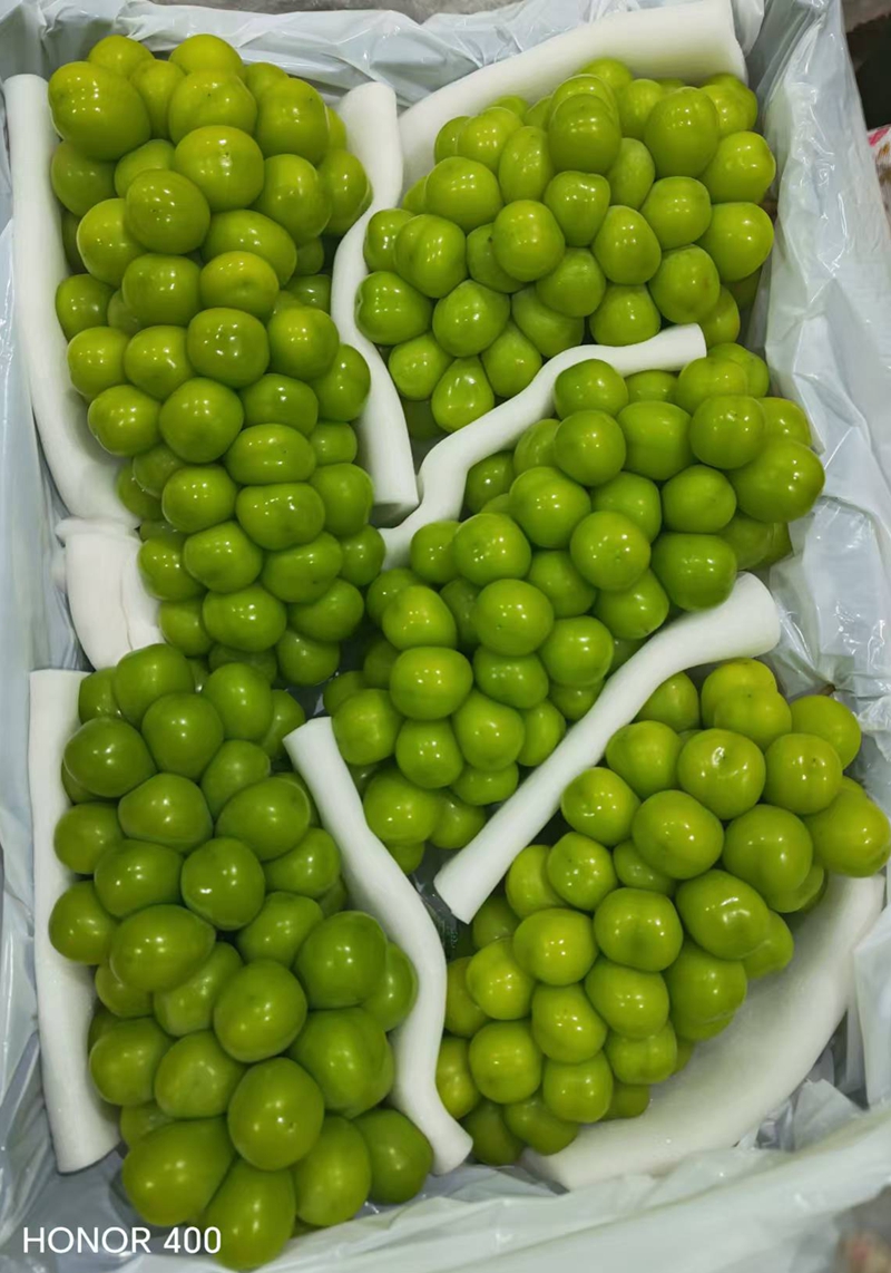 Fresh grape shine muscat (14)