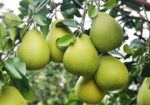 柚子5kg/箱