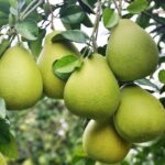 柚子5kg/箱
