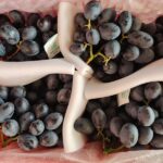 Seedless Black Table Grape-Australia Sweet King B7 Grape